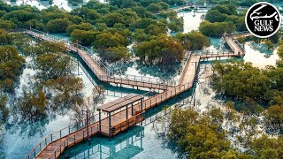 Discover Jubail Mangrove Park Nature education and leisure in Abu Dhabi [upl. by Adieren612]