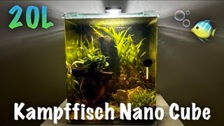 20L Kampffisch Nanocube [upl. by Elda]