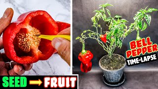 Growing Sweet Bell Pepper Plant From Seed To Fruit 118 Days Time Lapse [upl. by Oiramad]