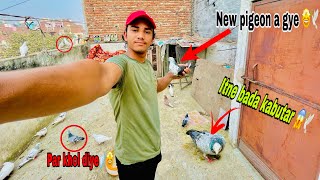 New kabutar le aye loft ke liye🤩🕊️ jeere madin ke par 🪽 khol diye😱🕊️ tatira nar chaiye👀🕊️vlog [upl. by Erbes814]