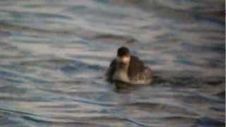 Black necked Grebe Pitsford Res 29th September 2012 [upl. by Alahs530]