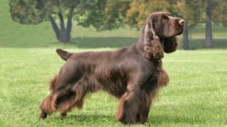 Field Spaniel  medium size dog breed [upl. by Ray628]