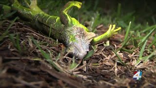 Heads up Cold Florida weather means iguanas falling from trees [upl. by Winni]