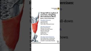 How to train the Latissimus Dorsi muscles [upl. by Aisyle657]