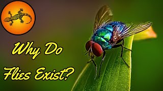 How Do Flies Contribute To The Ecosystem [upl. by Qiratla705]