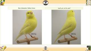 سلسلة كناري اللون  قسم اللايبوكروم  فئة الأصفر Lipochrome Yellow ح4 [upl. by Benedetta791]