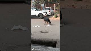 Kochi Hai Kochi hai shorts viralvideo dog food trending [upl. by Amsab205]