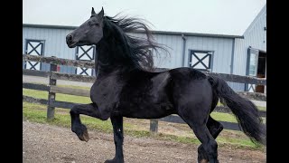 Friesian Horse of Kings [upl. by Aloin]