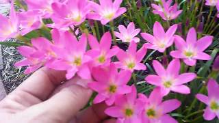 How to grow Rain Lily  Zephyranthes in a pot or in the ground FL  25 [upl. by Bedelia276]