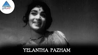 Yelantha Pazham Video Song  Panama Pasama Songs  Gemini Ganesan  Saroja Devi Pyramid Glitz Music [upl. by Viscardi734]