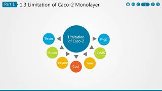 Caco 2 Cell Permeability Assay [upl. by Koblick761]