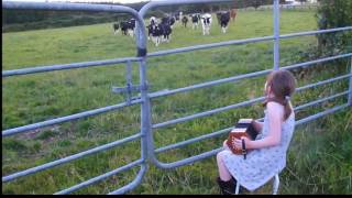 Grace Lehane playing to the cattle in Kilmichael Cork Sharon Shannon style [upl. by Yemar569]