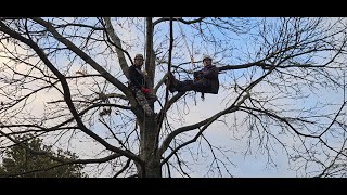 25 Metre Arb Zipline a Day at the Pocket Park [upl. by Ennaeel]