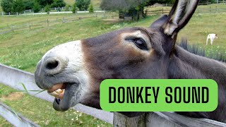 Donkey sound  what sound does a donkey make [upl. by Warram]