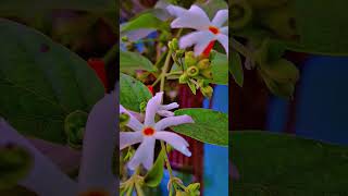 harsingar plant also known as the parijat or nightflowering jasmine is a small ornamental tree 😘 [upl. by Anivahs]