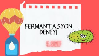 Fermantasyon deneyi  Maya mantarının solunumu8sınıf fen bilimleri [upl. by Wirth448]