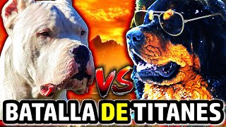 Dogo Argentino vs Mastín Tibetano  ¿Cuál es la mejor raza para ti [upl. by Nerha88]