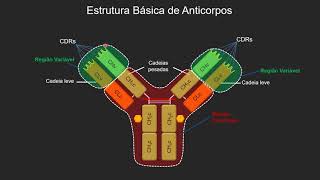 Anticorpos monoclonaisTipos [upl. by Novej]