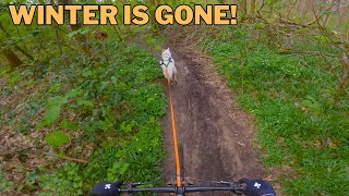 MTB Trails around Brussels  Easter Bikejoring Training with Husky [upl. by Sessler]