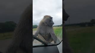 My sons first swear word amp baboon destroying my car 😯 nature funny funnyvideo funnyshorts fyp [upl. by Hotze697]