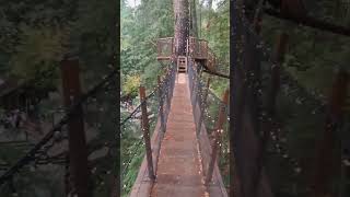 capilano treetop adventure [upl. by Tnilf765]