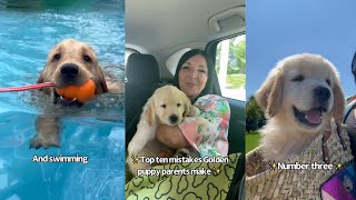 Top Mistakes Golden Puppy Parents Make [upl. by Osrock270]