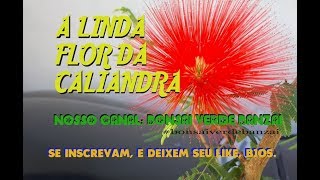 CALIANDRA Calliandra tweedii VERMELHA ESPONJINHA [upl. by Hamner335]