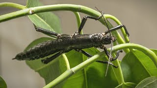 Lord Howe Island Stick Insect Dryococelus australis [upl. by Marni]