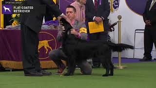 FlatCoated Retrievers  Breed Judging 2020 [upl. by Fox747]