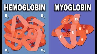 HEMOGLOBIN AND MYOGLOBIN BIOCHEMISTRY [upl. by Silyhp]