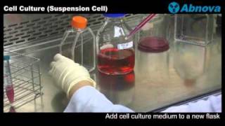 Cell Culture Suspension Cell [upl. by Hairej]