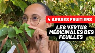 4 ARBRES FRUITIERS AUX FEUILLES MEDICINALES [upl. by Iduj]