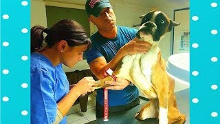 Best Funny Dog Reaction When Injected Funny Baby and Pet [upl. by Jerri]