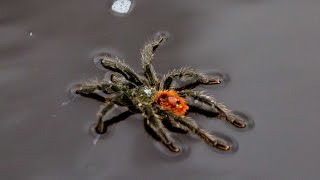 Swimming Tarantula in the AMAZON [upl. by Geneva]