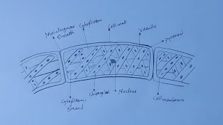 How To Draw Diagram of a Spirogyra [upl. by Lsiel900]