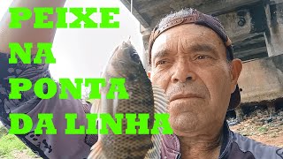 MUITO PEIXE NA SABESP [upl. by Sew]