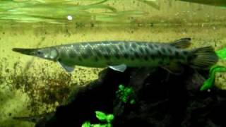 Big spotted gar  Knochenhecht  Aquazoo 548 [upl. by Astera]