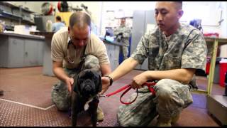 Army Capt McAroy discusses veterinary care during Arctic Care 2013 in Alaska [upl. by Veronike]