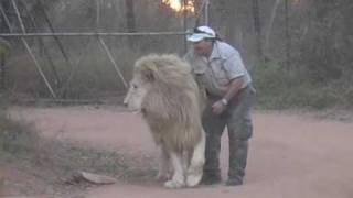 Man Attacks Lion and tickles his Nuts [upl. by Lemmy]