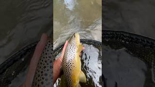 There’s nothing better than a big brown trout flyfishing [upl. by Aneetsyrk738]