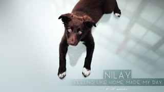 Nilay  3 months Border Collie  FEELING LIKE HOME Made My Day [upl. by Ricca]