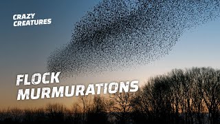 Why Do Starlings Flock in Murmurations [upl. by Alletse]