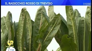 Il radicchio rosso di Treviso [upl. by Tabby]