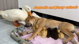 I laughed so hard😂The dog took the duckling on a tripmother duck regained custody of the duckling [upl. by Champaigne]