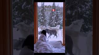 Your morning wakeup call travel explorecanada canada wolve wolf winter snow cabin cabinlife [upl. by Vitalis]