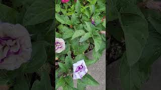 Late Summer Blooms in NE Zone 67 Double Purple Datura Zinnias Cardinal Cypress Morning Glory [upl. by Ardnauqal279]