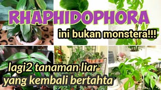 JENIS RAPHIDOPHORA dan HARGANYA TANAMAN HIAS yang SEDANG TREND [upl. by Trebo487]