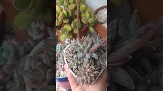 Pachyphytum compactum aka Little jewels succulent plants springgarden suculents plantas garden [upl. by Sinclair991]