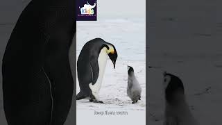 Penguins Amazing facts😯😳😱 penguin s amazing trending [upl. by Kcirted43]