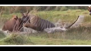 Tiger Attack on Indian Gaur  Tadoba National Park  Tiger  Tiger Vs Bison or Indian Gaur [upl. by Caterina282]